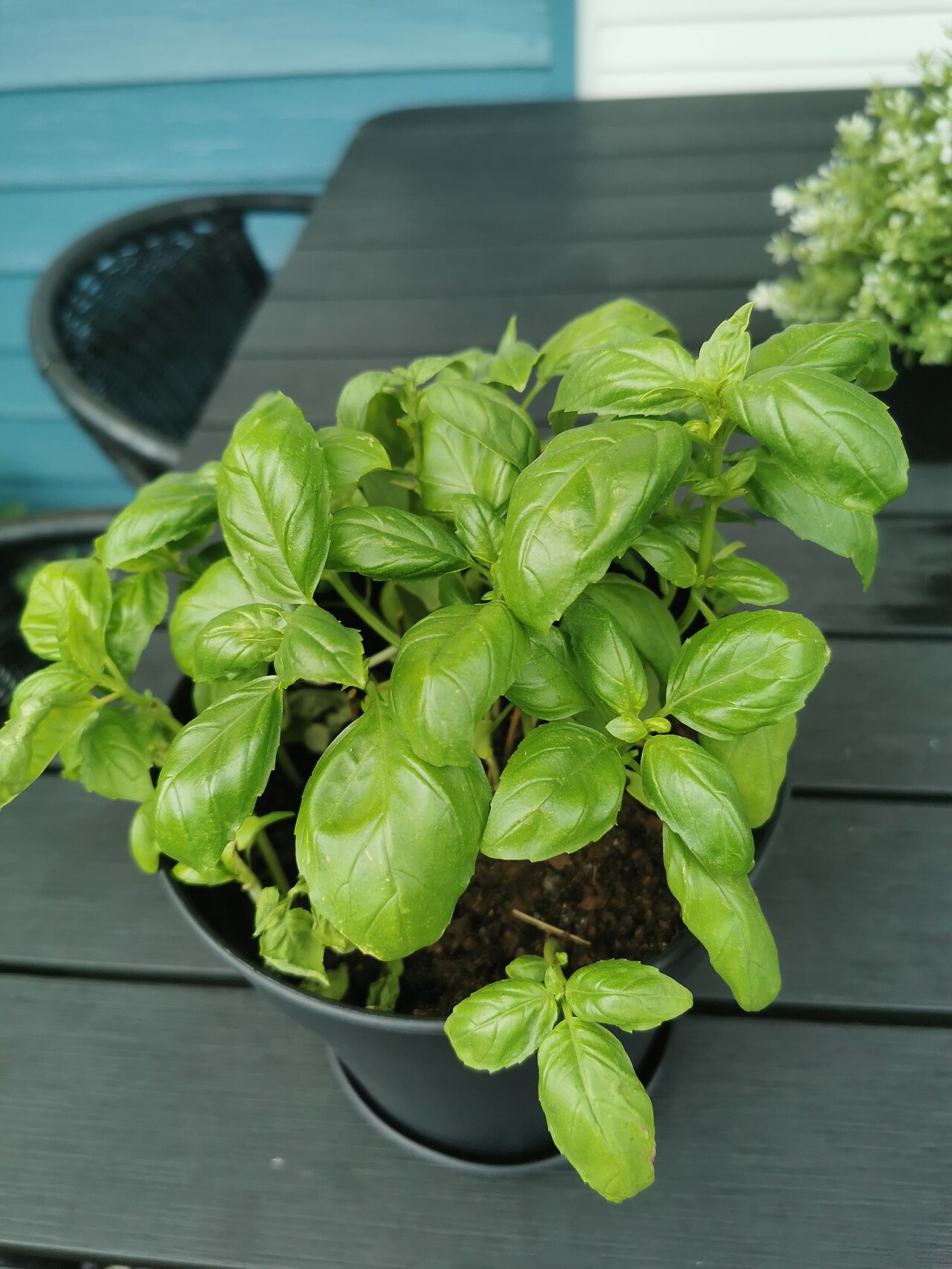 Common Garden Herbs