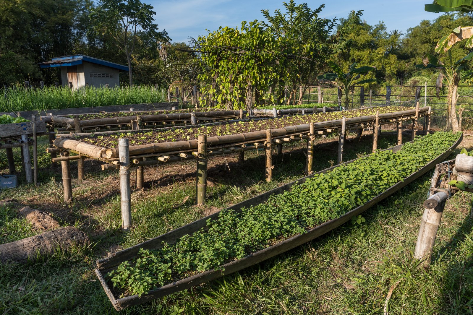 Introduction to Permaculture: Designing a Sustainable Garden