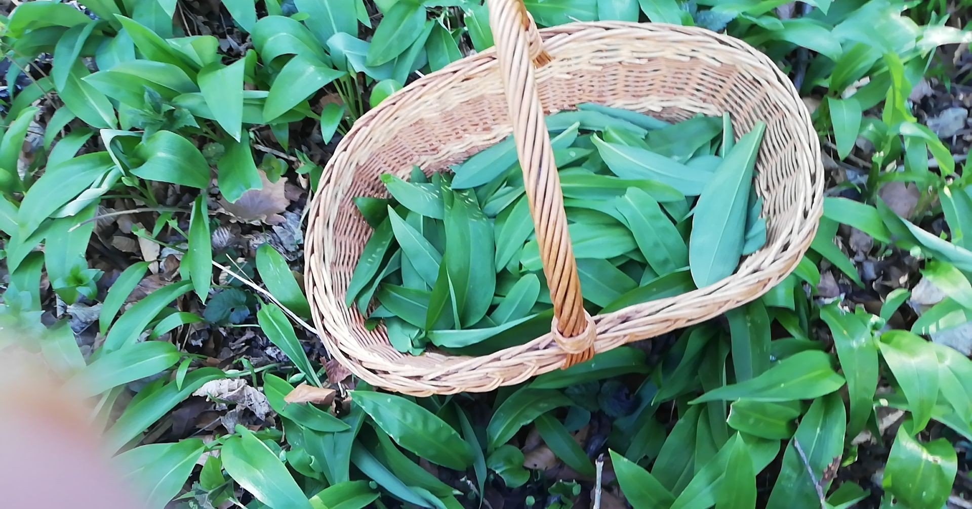 Hedgerow Herbs (UK): Discovering Britain's Wild Apothecary