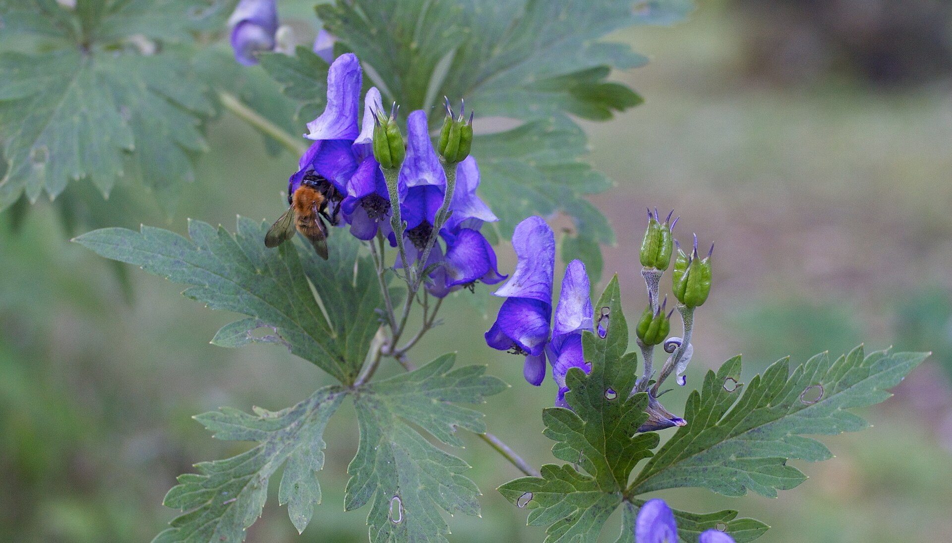Poisonous Plants: Beauty, Danger and Safe Gardening
